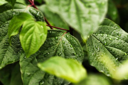 A trusted approach to whole-life carbon assessment