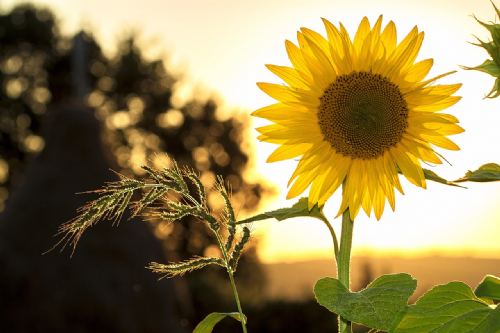 House prices fall to attract summer buyers